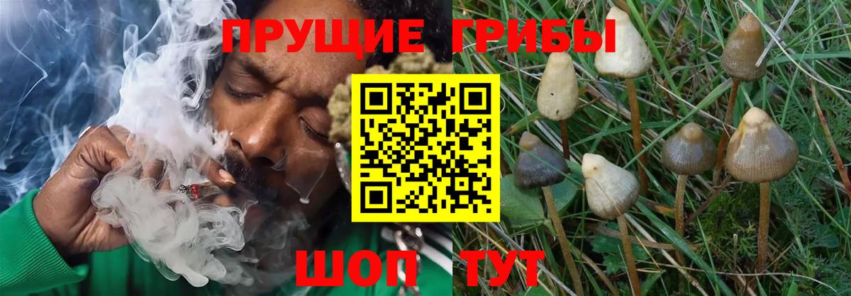 Галлюциногенные грибы мухоморы Кузнецк